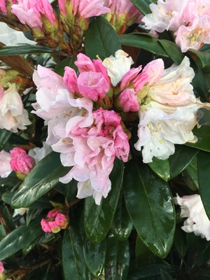 Image Rhododendron 'Teddy Bear'