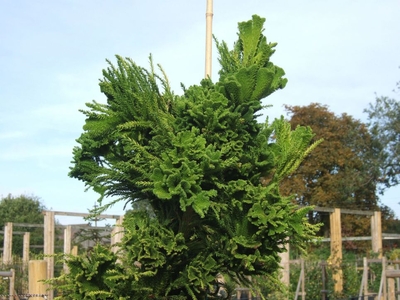 Image Cryptomeria japonica 'cristata