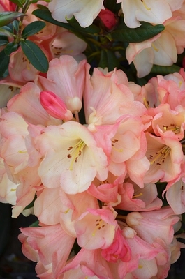 Image Rhododendron 'Seaview Sunset'