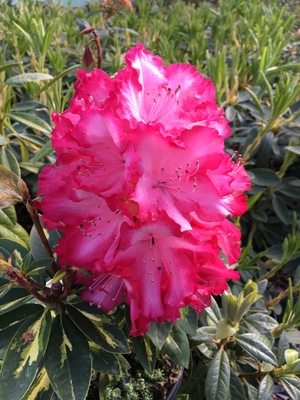 Image Rhododendron 'President Roosevelt'