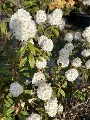 Image Rhododendron diversipilosum 'Milky Way' (formally tomentosum)