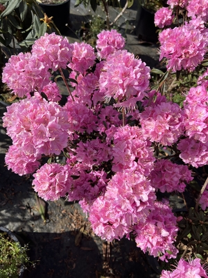 Image Rhododendron 'First Date'
