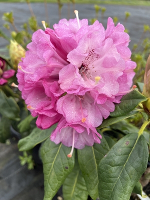 Image Rhododendron 'Cinnamon Flair'