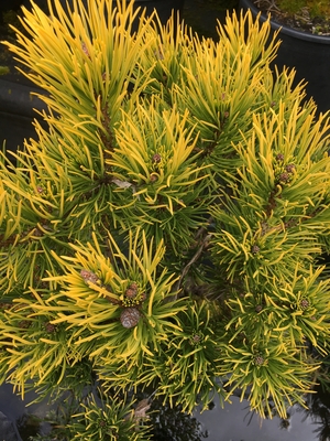 Image Pinus mugo 'Carstens'