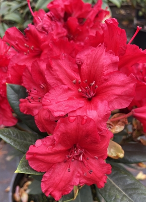 Image Rhododendron 'Vulcan's Son'