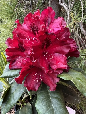 Image Rhododendron 'Black Widow'