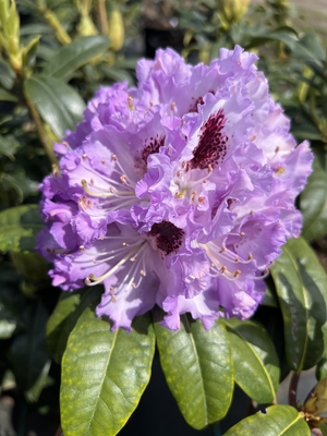 Image Rhododendron 'Blue Peter'