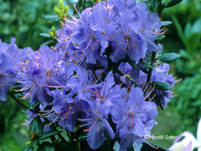Image Rhododendron 'Bob's Blue'