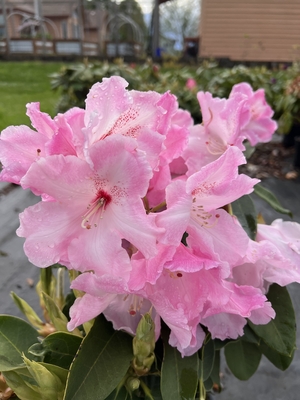 Image Rhododendron 'Cotton Candy'
