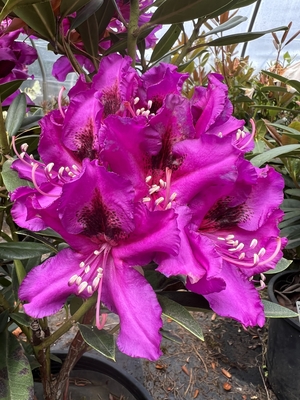 Image Rhododendron 'Dark Sister'