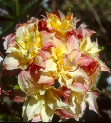 Image Azalea 'Cannon's Double'