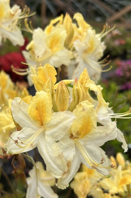 Image Azalea 'Northern Hi-Lights'