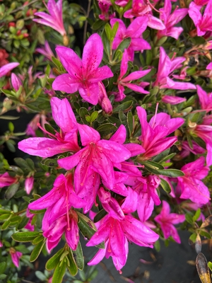 Image Azalea 'Shiryu-no-homare'