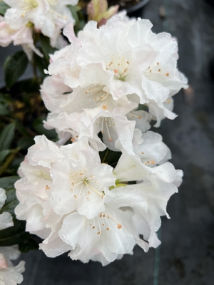 Image Rhododendron 'Dora Amateis'