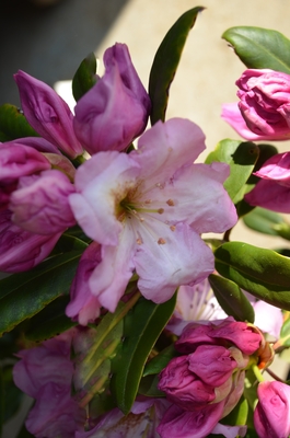 Image Rhododendron 'Lavender Princess'