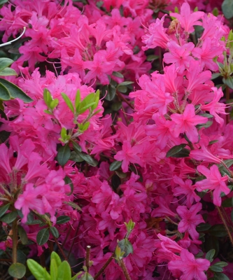 Image Rhododendron 'Ria Hardjizer'