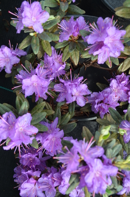 Image Rhododendron 'Ramapo'