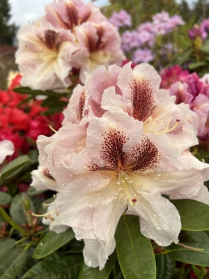 Image Rhododendron 'Extraordinaire'