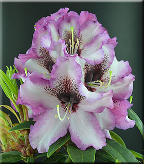 Image Rhododendron 'Grandma's Hat'