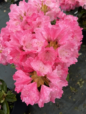 Image Rhododendron 'Hachmann's Belona'