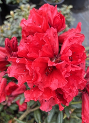 Image Rhododendron 'Hill's Bright Red'