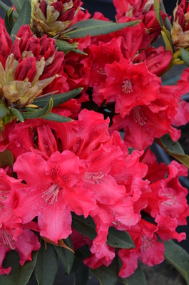 Image Rhododendron 'The Honorable Jean Marie de Montague'