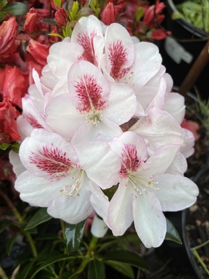 Image Rhododendron 'Lady de Rothschild'