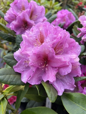 Image Rhododendron 'Lavender Haze'