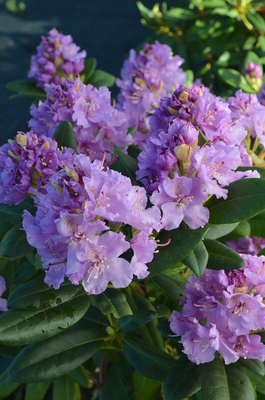Image Rhododendron 'Lavender Queen'