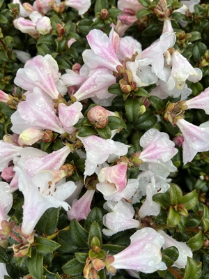 Image Rhododendron 'Lucy Lou'