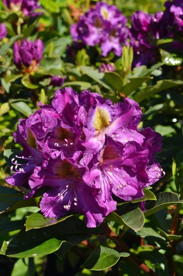 Image Rhododendron 'Mrs. Murple's Purple'