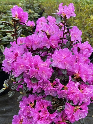 Image Rhododendron 'Northern Starburst'