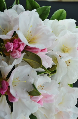 Image Rhododendron 'Noyo Snow'