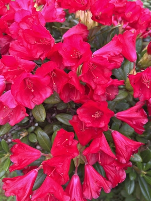 Image Rhododendron 'Patriot's Dream'