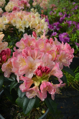 Image Rhododendron 'Percy Wiseman'