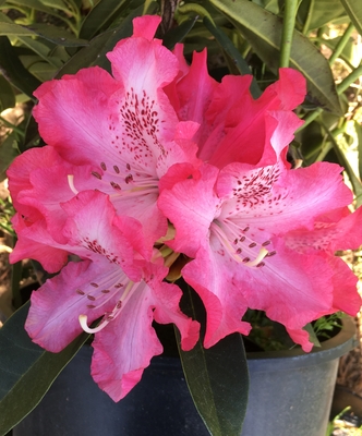 Image Rhododendron 'Pink Jeans'