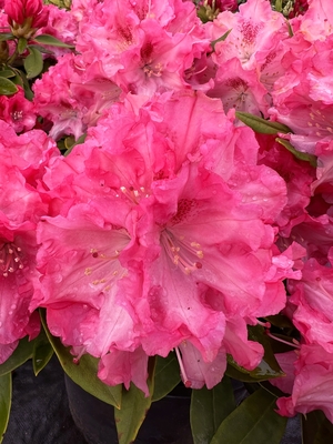 Image Rhododendron 'Pink Jeans'