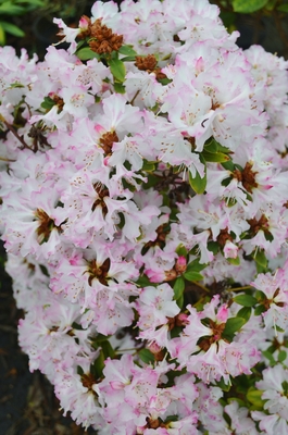 Image Rhododendron 'Pink Snowflakes'