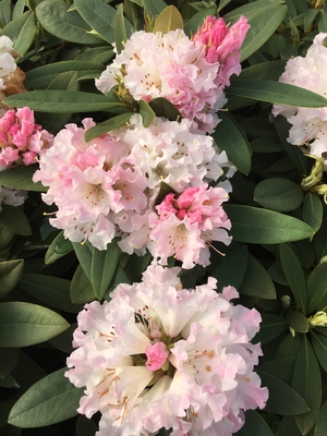 Image Rhododendron 'Rosamundi'