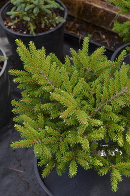 Image Picea orientalis 'Bergman's Gem'