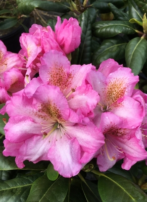 Image Rhododendron 'Scintillation'