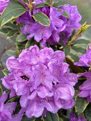 Image Rhododendron 'Silber Reif'