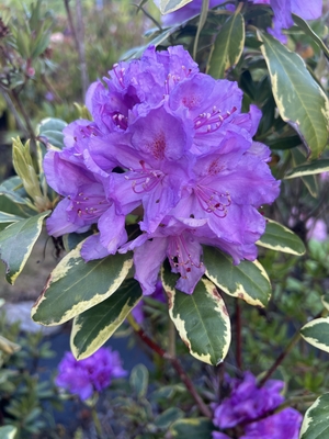 Image Rhododendron 'Silber Reif'