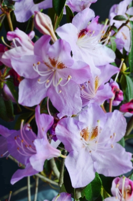 Image Rhododendron 'Star Trek'