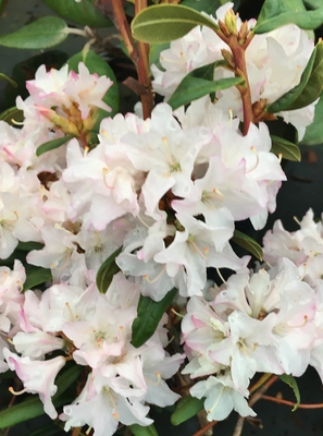 Image Rhododendron 'Sugar Puff'