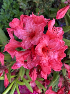 Image Rhododendron 'Tortoiseshell Wonder'