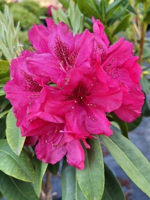 Image Rhododendron 'Trilby'