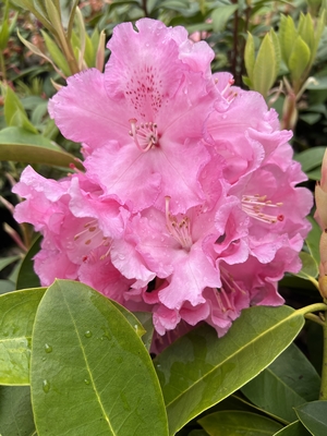 Image Rhododendron 'Trude Webster'