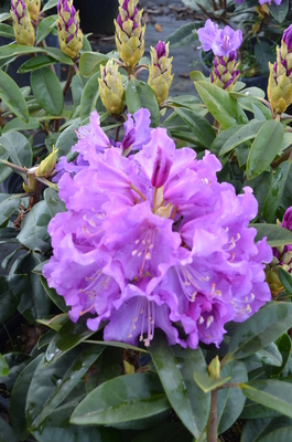 Image Rhododendron 'True Blue'