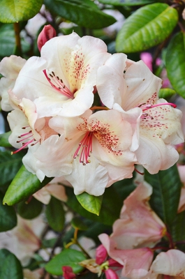 Image Rhododendron 'Viscy'